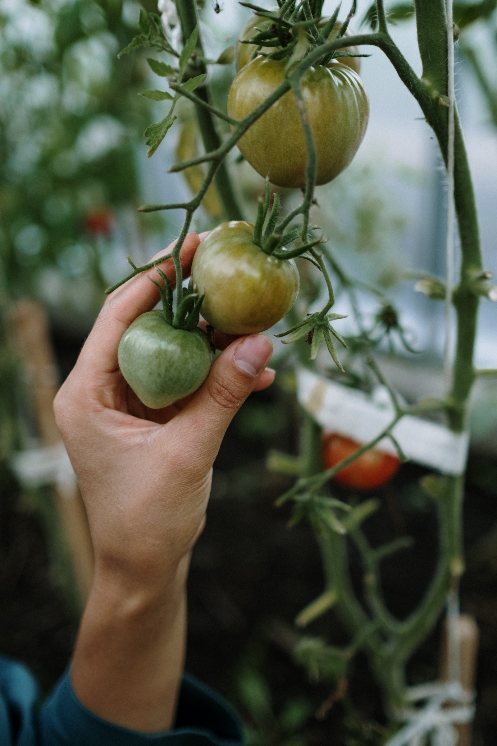 Hand holding tomatoes