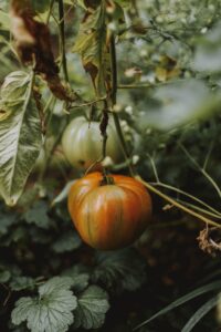 Upcoming Online Gardening Programs