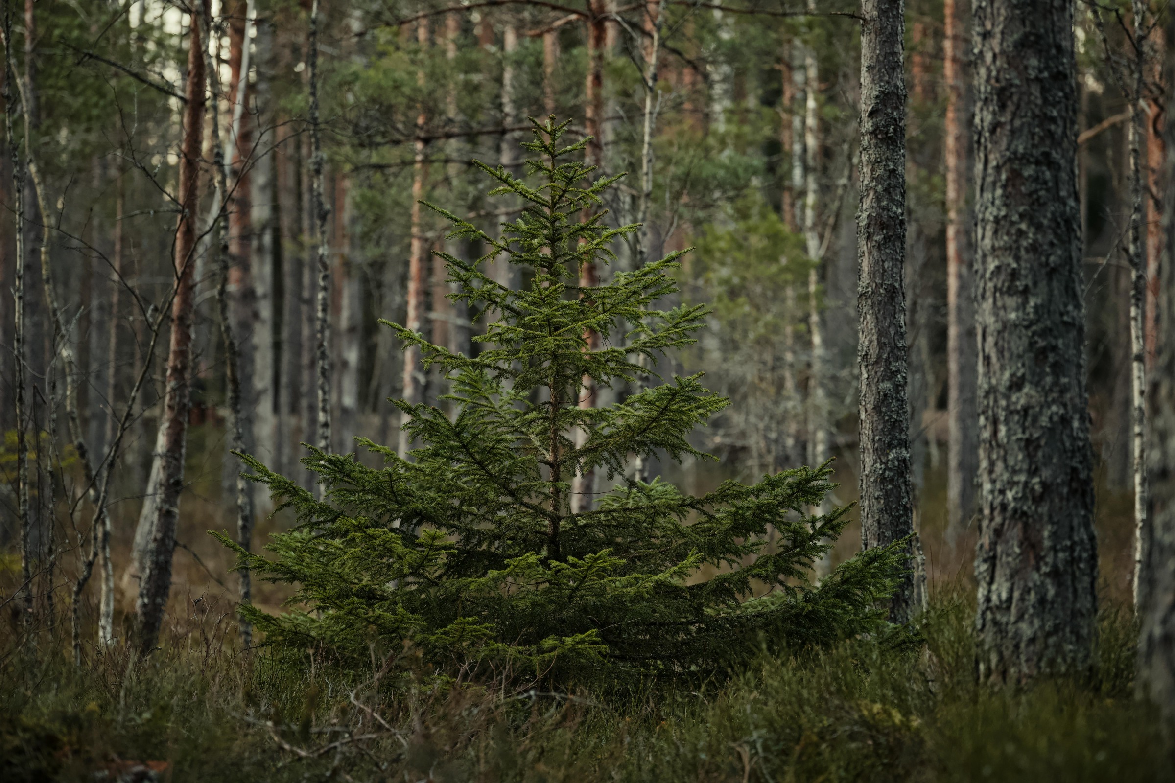 A small pine tree nestled among large trees in a forest.