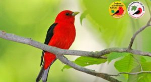 The Maple Hour: Bird-Friendly Maple